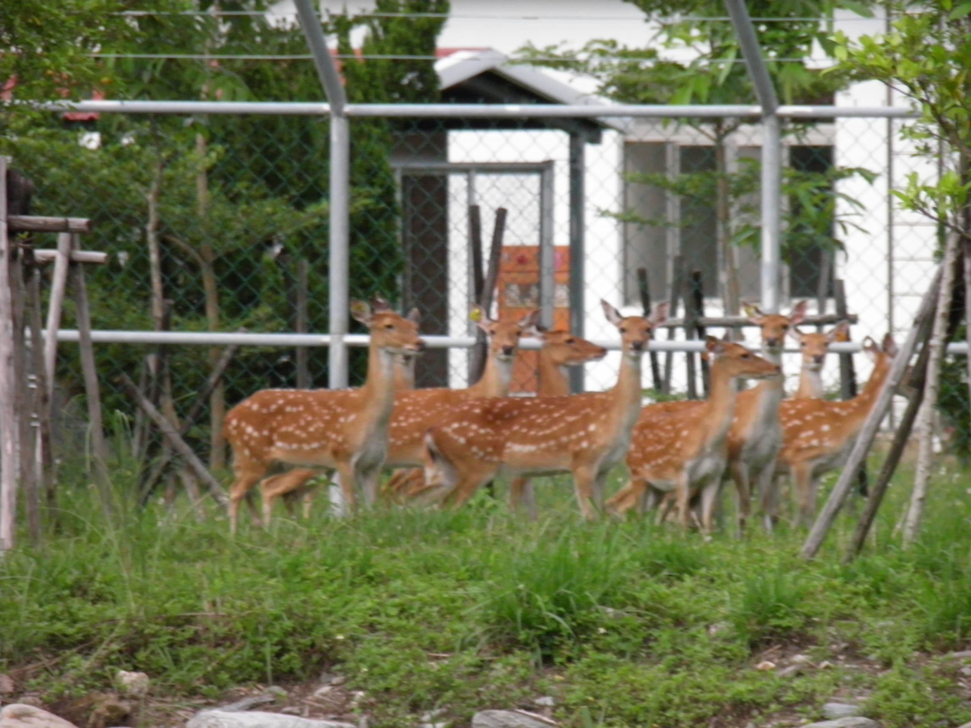8鹿野梅花鹿園區